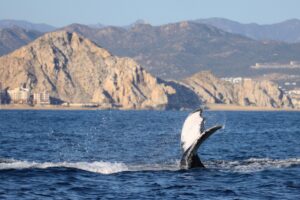 Monterey Bay California USA whale tail blue body water with mountain scaled