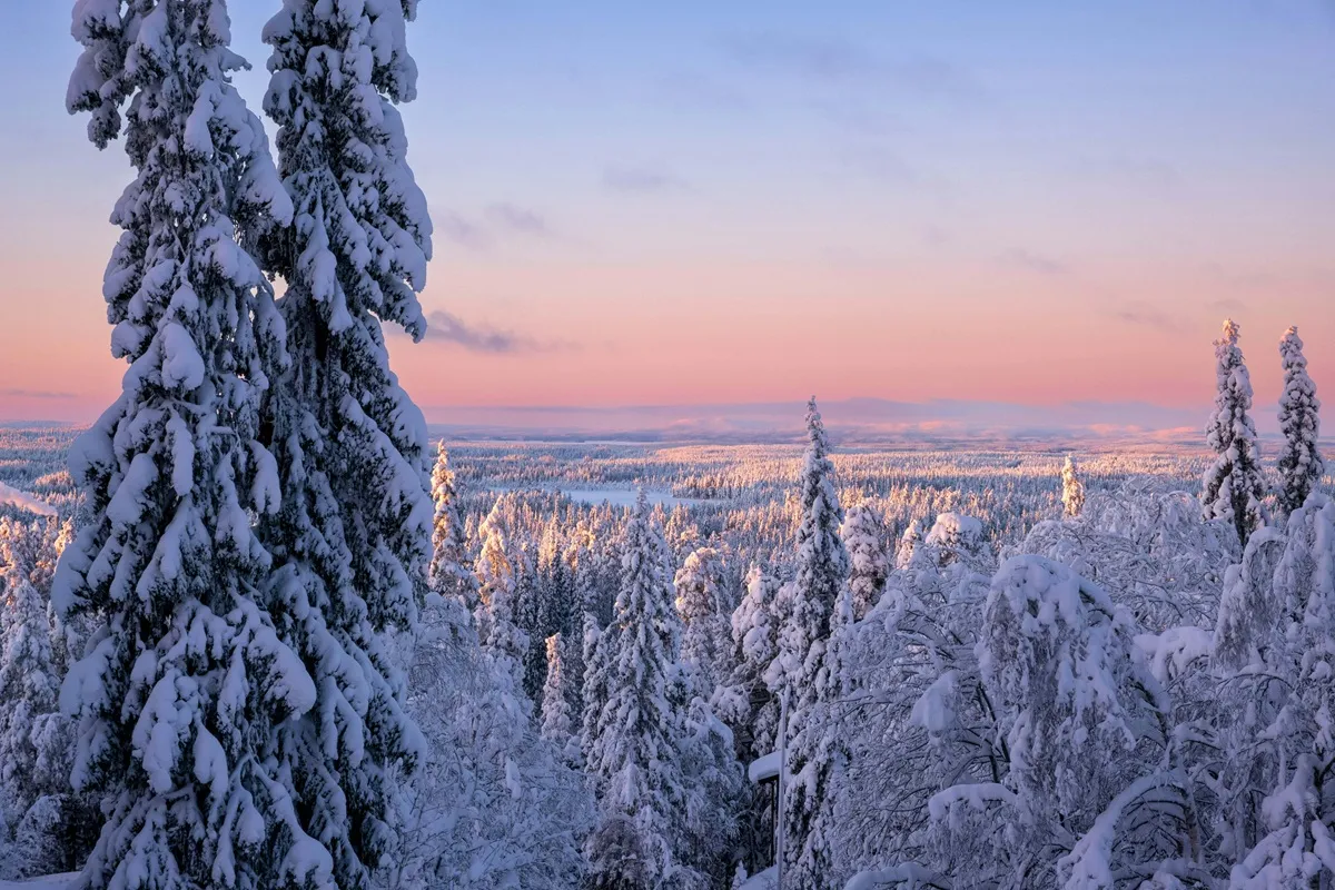 Sunset Over Snowy Forest in Ruka, Finland