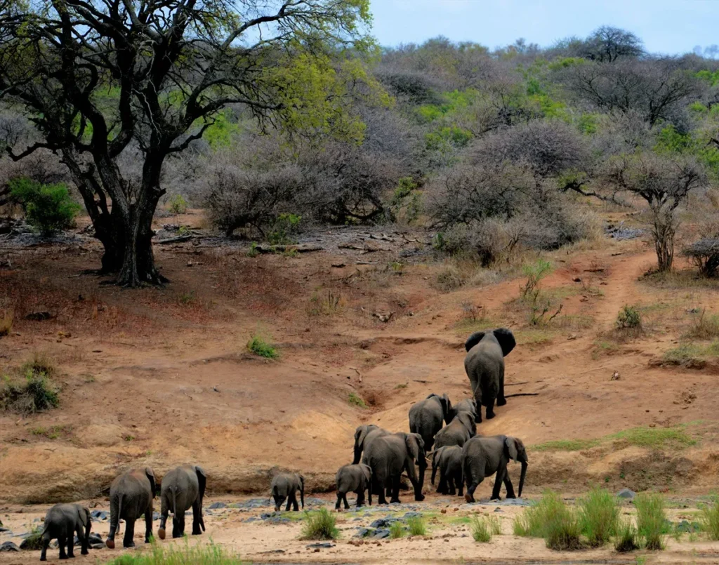 African elephant in african forest